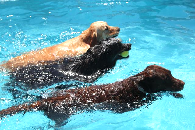 DogsSwim