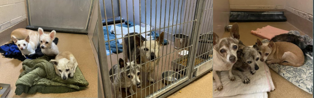 Danville Hoarding Condition Leads To Confiscation Of Dozens Of Cats, Dogs