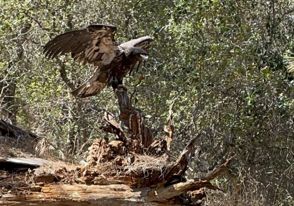 Ranchers, “Doc Quack,” Others Nurse “Eaglet With A ‘Tude” Back To Health